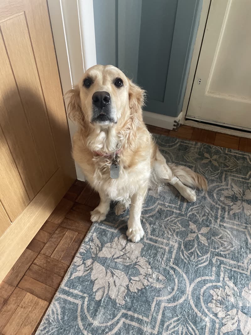 A golden retriever sitting on a patterned rug just inside a doorway, looking up at the camera