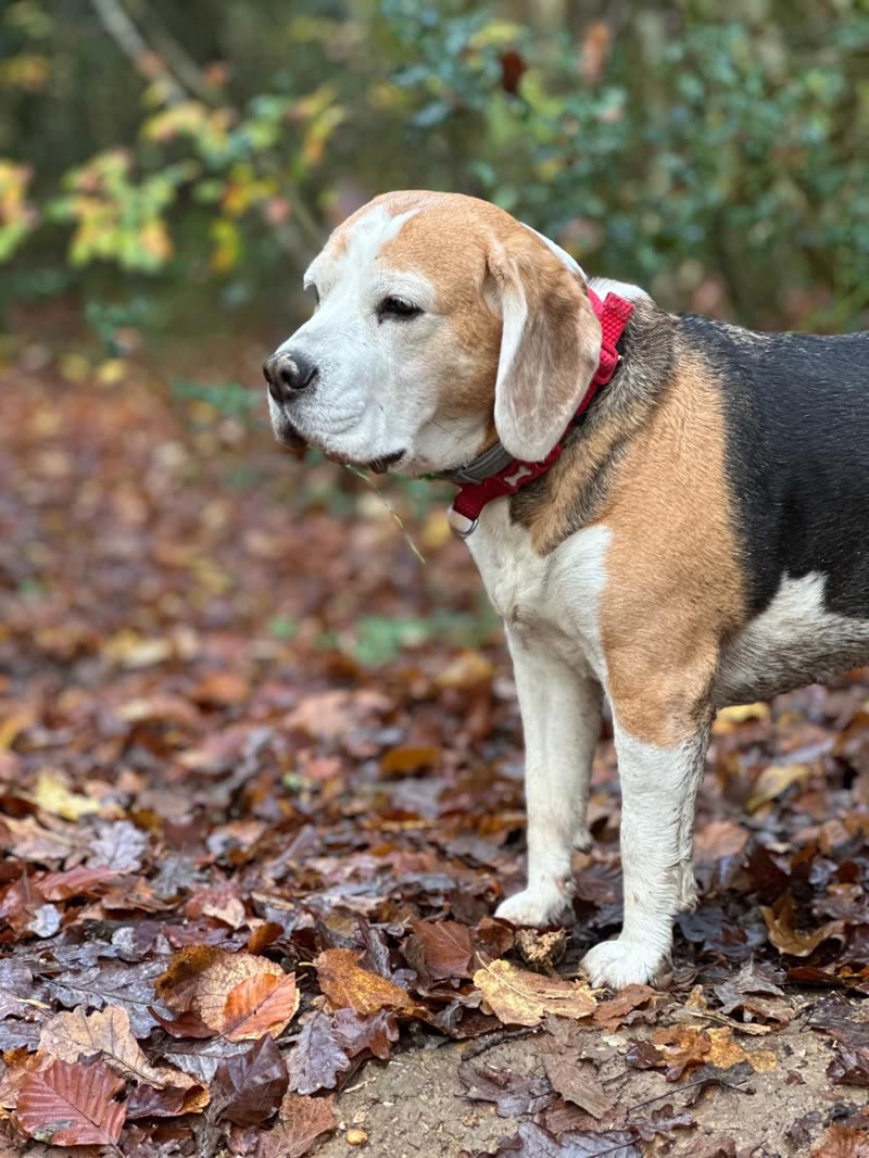 A beagle in a red collar standing on a woodland path covered in autumn leaves