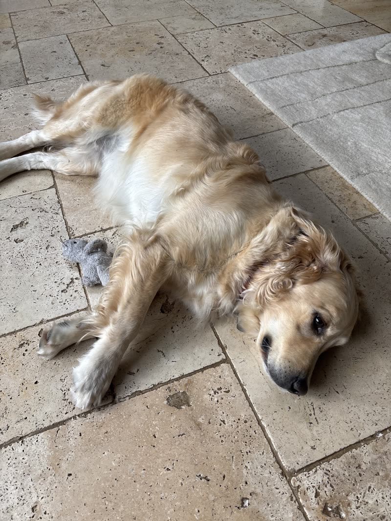 A golden retriever lying stretched out and relaxed on a paved patio
