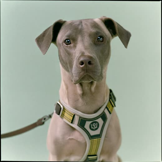 A dog in a harness with a lead clipped on