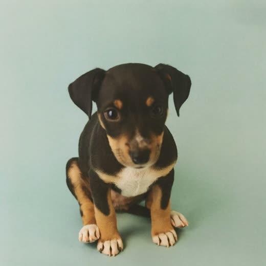 A puppy sitting and looking at the camera
