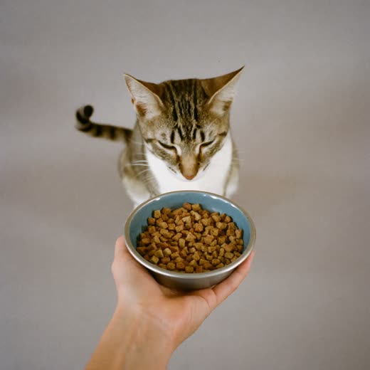 A hand offering a bowl of food to a cat